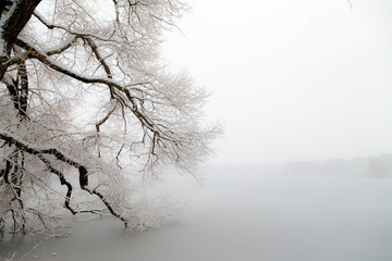 the trees in snow nearby the frozen lake