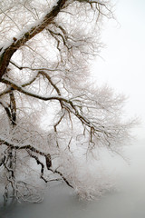 the trees in snow nearby the frozen lake