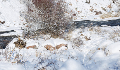 smooth movement of wild water in a river in winter with snow and ice on rocks and stones in beautiful nature