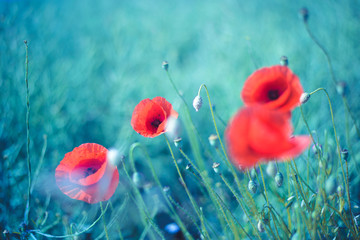 Naklejka premium Klatschmohn