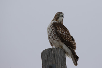 hawk perched