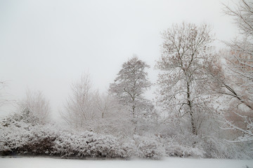 the trees in snow nearby the frozen lake