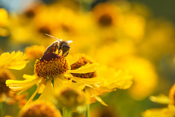 Biene auf Blüte