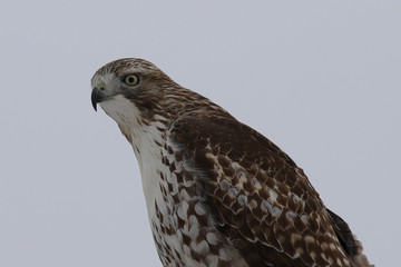 portrait of a hawk