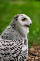  Close-up of female snowy owl on the green background.