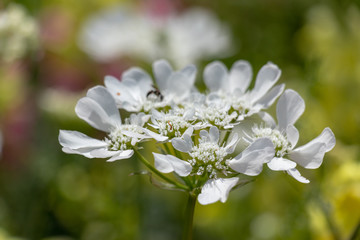 White flowers in the park, Funabashi, Chiba, Japan