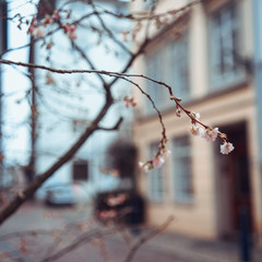 View of spring exterior decoration, flowers on sunny day, selected focus, blurred background. Essen, Germany