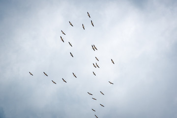 Flock of storks flying in the sky