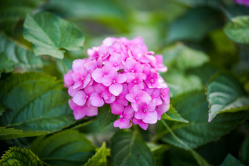 Pink hydrangea serrata flower