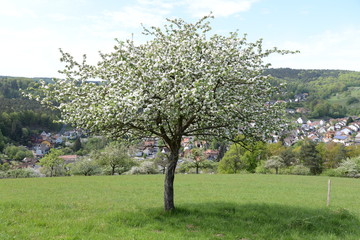 Fototapeta na wymiar Blühender Baum bei Heimbuchenthal