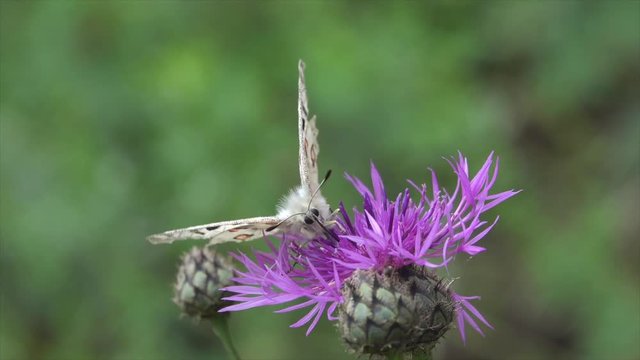 Mosel-Apollo (Parnassius apollo vinningensis) auf Flockenblume bei Valwig 