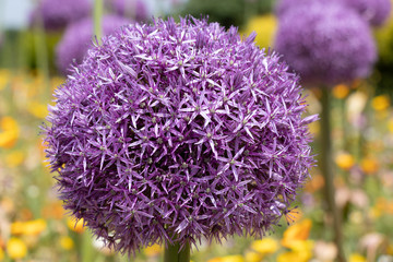Purple green allium flower, Park in Funabashi City, Chiba prefecture, Japan