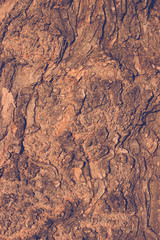 Abstract background of beautiful brown tree bark texture.