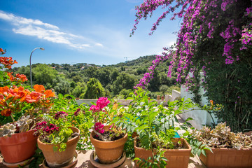 beautiful view of garden with pots and various plants of various colors