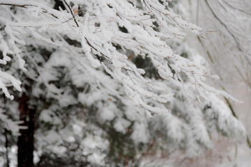 the trees in snow nearby the frozen lake