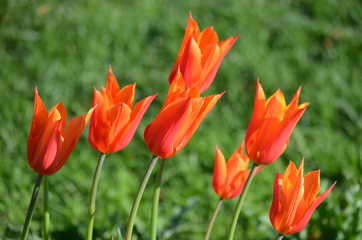Group of orange tulips with blurred green background in a garden