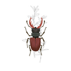 Hand drawn beetle vector illustration.