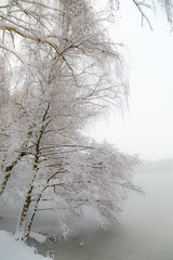 the trees in snow nearby the frozen lake