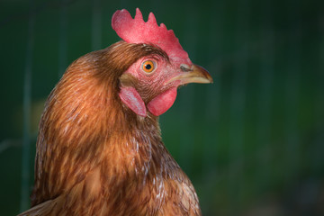 Portrait of young brown chicken