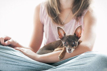Trusting, devotion. Little toy-terrier dog lying on girl's hand