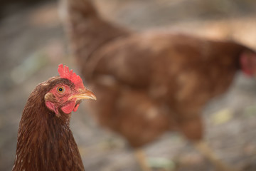 Portrait of young brown chicken