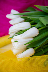 exquisite fresh white tulips on bright, yellow and crimson backgrounds