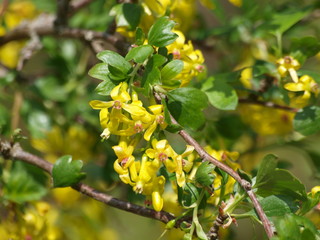 Ribes odoratum - Groseillier ou groseiller à fleurs doré. Un arbuste décoratif à floraison...