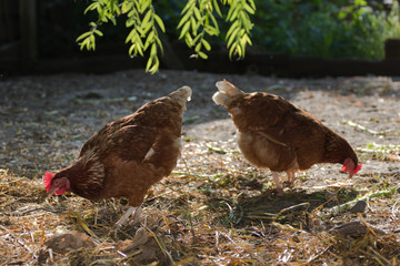 Portrait of young brown chicken.