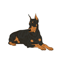 pedigree dog doberman pincher