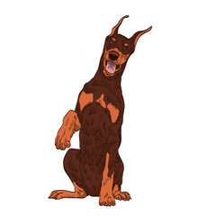 pedigree dog doberman pincher