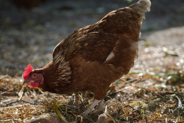 Portrait of young brown chicken.