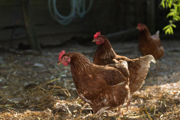 Portrait of young brown chicken.