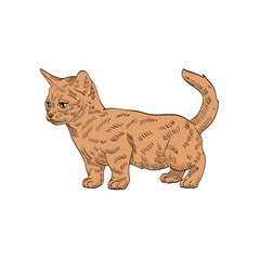 pedigree exotic orange cat