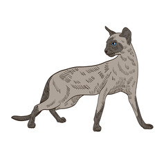 pedigree exotic grey cat