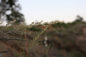 twig wormwood blurred background