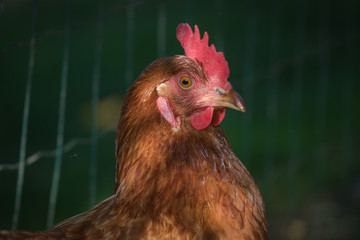 Portrait of young brown chicken
