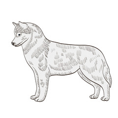 pedigree dog Husky white