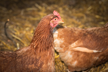 Portrait of young brown chicken.