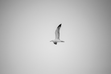 Obraz premium seagull flying in the sky