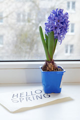 Hyacinths with postcards "Hello Spring" stands near a window.