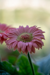 Obraz premium pink flower on green background