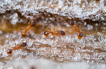 ants in spring