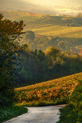 Vineyards in fall at sunset in stuttgart, baden-württemberg, weinstadt, bad-cannstadt