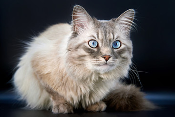 Siberian colorpoint. Cat on dark background.