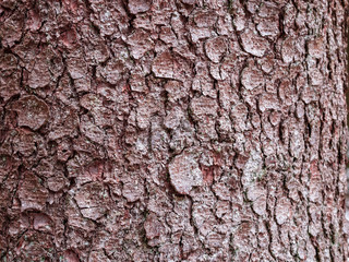 Close up view to skin of tree during Summer