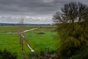 Green landscape in the floodplains of the river sorraia, with cows, trees and bushes, under a dramatic sky.