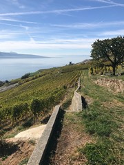 Vue et vignoble de Lavaux