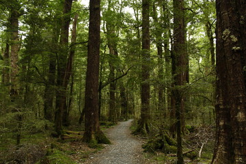 Trekking way in the forest of Routeburn Track, New Zealand, South Island