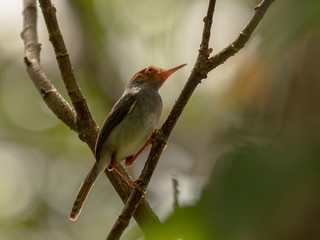 Ashy Tailorbird, Orthotomus ruficeps, sits on branch in forest