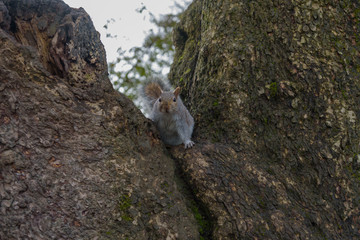 Grey Squirrel sitting in a tree and looking at camera